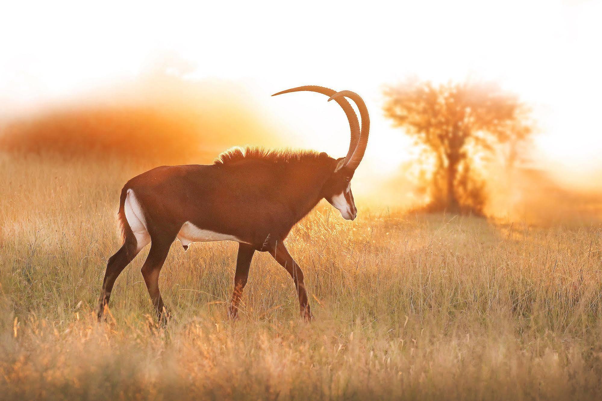 Bona Bona Game Lodge Wolmaranstad Kültér fotó