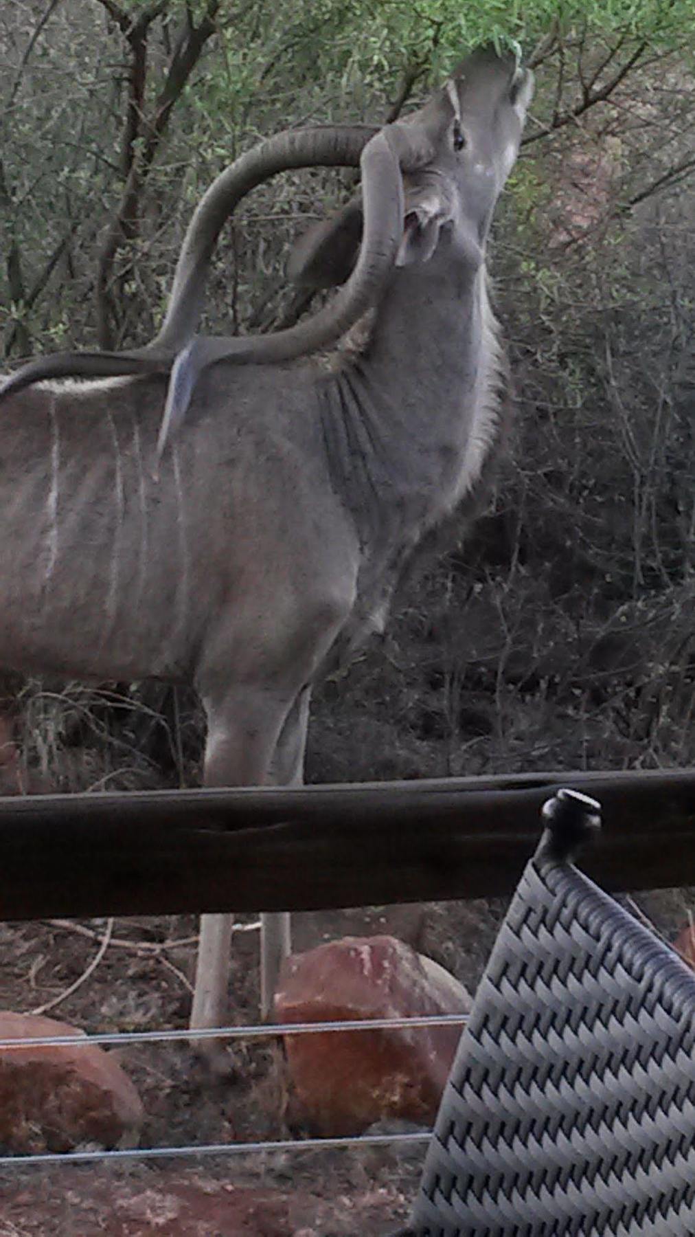 Bona Bona Game Lodge Wolmaranstad Kültér fotó